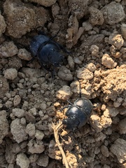 Lethrus apterus