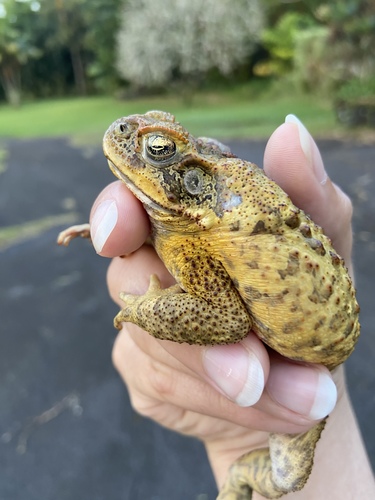 Rhinella marina observed 2020-04-17