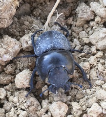 Lethrus apterus