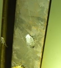 Niphopyralis chionesis