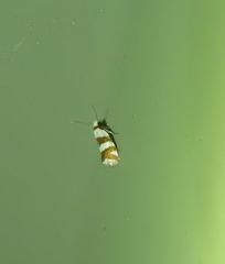 Prepocosma schalidota