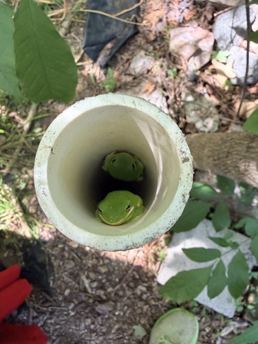 Rana arbórea verde
