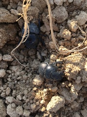Lethrus apterus