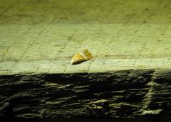 Eublemma lozostropha