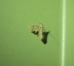 Euthrausta