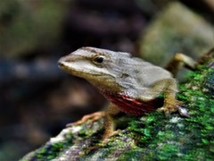 Anolis heteropholidotus