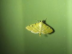 Notarcha