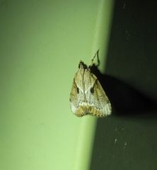 Otiophora clavifera
