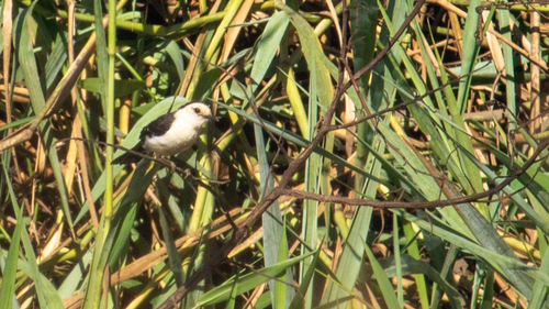 Black-backed Water-Tyrant