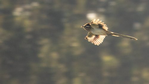Striped Cuckoo