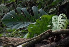Monstera siltepecana