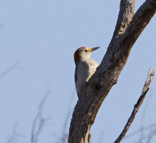 Golden-fronted Woodpecker
