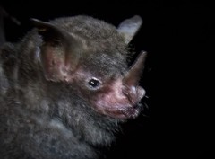Carollia sowelli