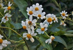 Montanoa guatemalensis