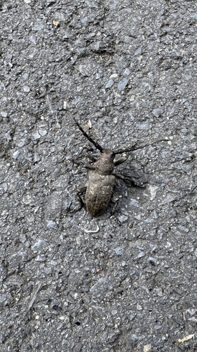 Weaver beetle