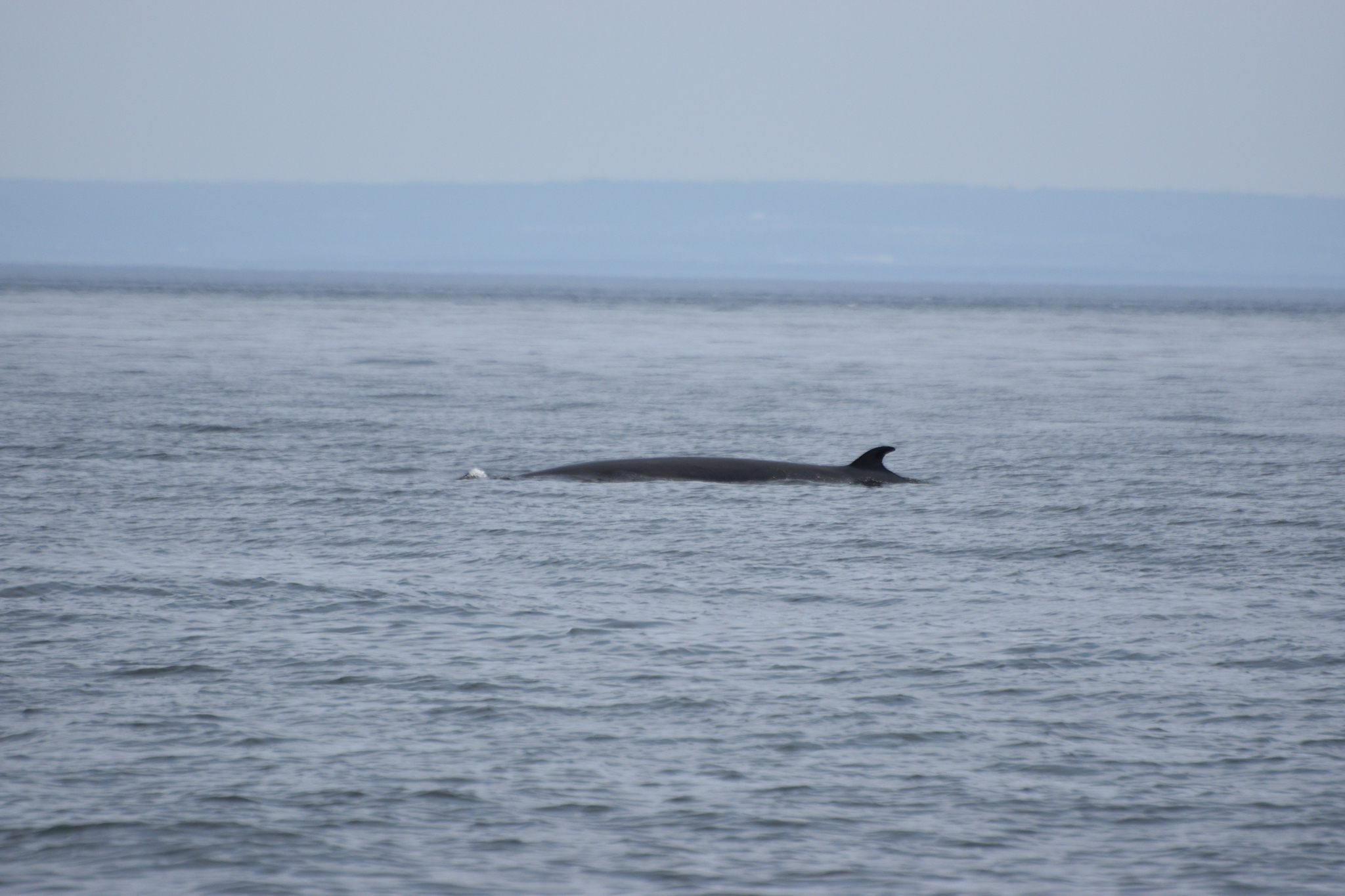 Balaenoptera acutorostrata
