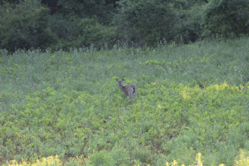 White-tailed Deer