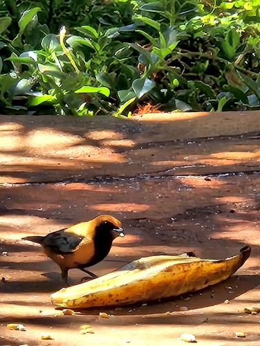 Burnished-buff Tanager
