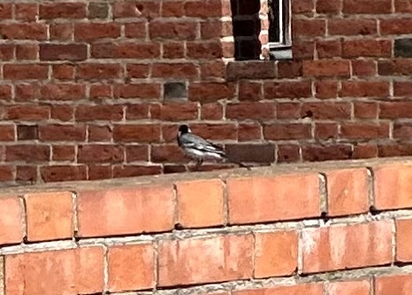 White Wagtail