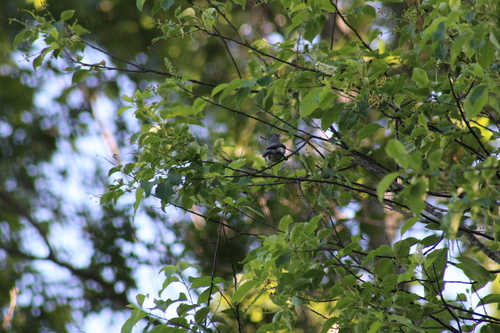 Tufted Titmouse