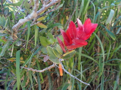 Image of Macleania insignis