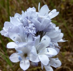 Gilia capitata abrotanifolia