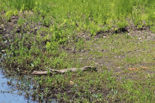 Killdeer