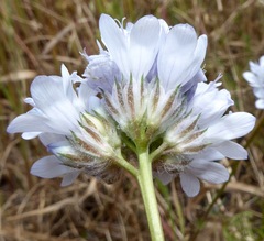 Gilia capitata abrotanifolia