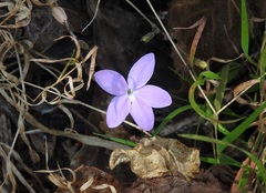 Pseuderanthemum praecox