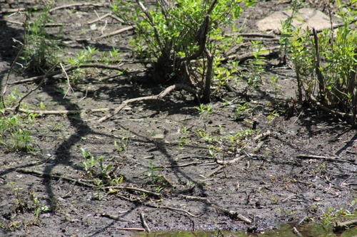Spotted Sandpiper