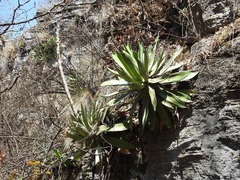 Agave kewensis
