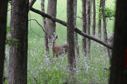 White-tailed Deer