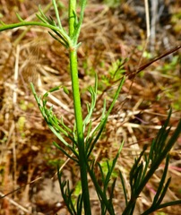 Gilia capitata abrotanifolia