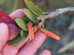 Macleania insignis