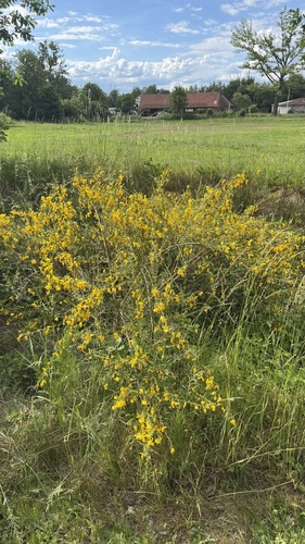 Scotch Broom