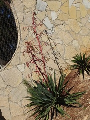 Beschorneria albiflora