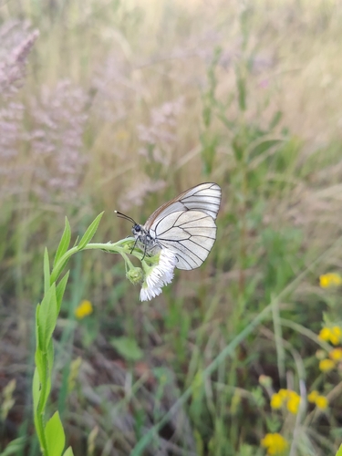 Black-veined White