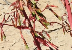 Beschorneria albiflora