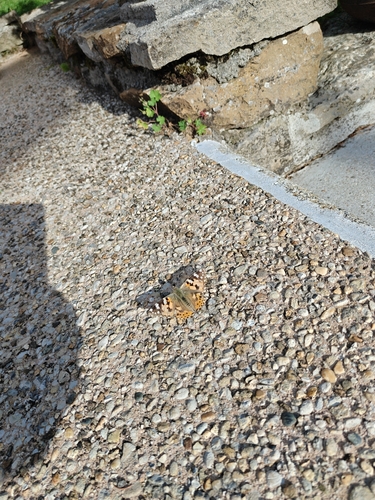 Painted Lady