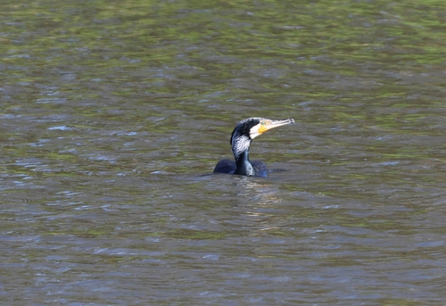 iNaturalist image