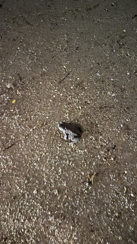 European Toad