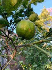 Citrus × latifolia