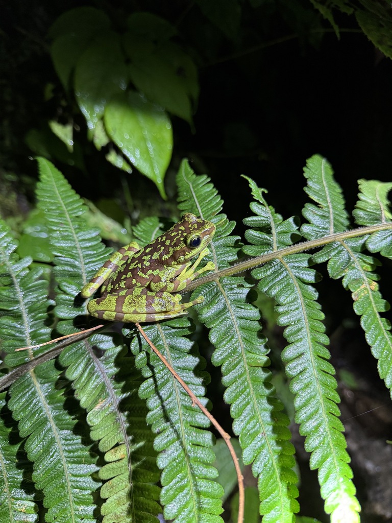 Amolops kaulbacki