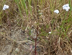 Gilia capitata abrotanifolia