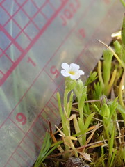 Plagiobothrys scouleri