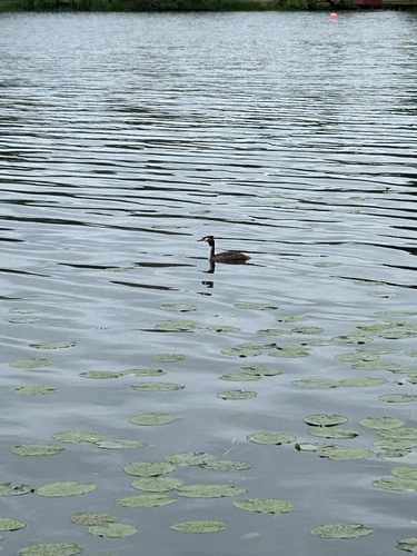 iNaturalist image