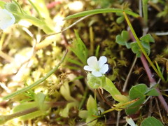 Plagiobothrys scouleri