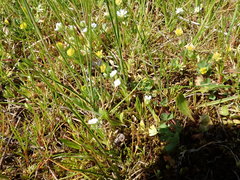 Plagiobothrys scouleri