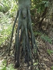 Verschaffeltia splendida