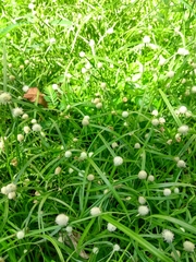 Cyperus mindorensis